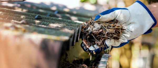 Pine Needle Gutter Cleaning in Sun City West